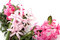Free Hyacinths Flowers. Stock Images - 4743014