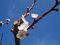 Free Spring Branch Royalty Free Stock Photo - 4745715