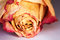 Free Dried Rose Petals Royalty Free Stock Photos - 4747478