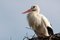 Free Stork In His Nest Stock Images - 4750424