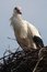 Free Stork In His Nest Stock Photography - 4750482