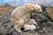 Free Sea Bear Royalty Free Stock Photo - 4754515