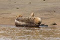 Free Common Seal Royalty Free Stock Images - 4760789