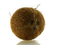 Free Close Up Shot Of Fresh Single Coconut Stock Photo - 4763210