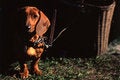 Free Dachshund Stock Image - 4770141
