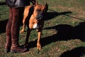 Free Dog Royalty Free Stock Images - 4770169
