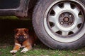 Free Puppy Royalty Free Stock Photo - 4770175