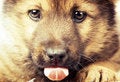 Free Puppy Royalty Free Stock Photography - 4770177
