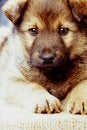 Free Puppy Stock Photography - 4770182