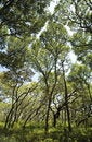 Free Talbot Trees Stock Photography - 4770392