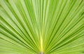 Free Green Leaf Royalty Free Stock Image - 4773596