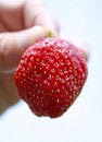 Free Juicy Strawberry Stock Photo - 4776600