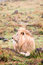 Free A Lion Yearning Royalty Free Stock Image - 4772146