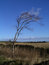 Free Windswept Tree Stock Photos - 4773153