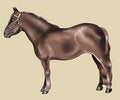 Free Brown Pony - Pottok Breed Stock Photos - 4780943