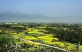Free Rape Flowers In The Spring Royalty Free Stock Image - 4781036