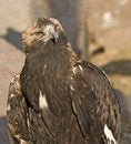 Free Predator Bird Royalty Free Stock Image - 4781656