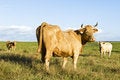 Free Staring Cow Stock Photos - 4784073