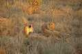 Free Lions On Safari, Sabie Sands Stock Photography - 4788262