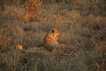 Free Lions On Safari, Sabie Sands Stock Photo - 4788360