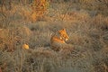 Free Lions On Safari, Sabie Sands Royalty Free Stock Images - 4788379