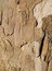 Free Tree Bark Royalty Free Stock Photo - 4780535