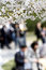 Free Cherry Blossom Season.. Royalty Free Stock Images - 4783189