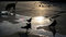 Free Pigeons And A Dog Get Together At Sunset Royalty Free Stock Photography - 4783327