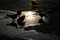 Free Pigeons Drinking Water At Sundown Royalty Free Stock Photos - 4783528