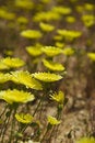 Free Desert Wildflowers. Stock Photos - 4790723
