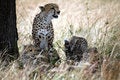 Free Watchful Cheetah With Cubs Stock Images - 4792814