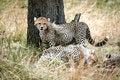 Free Cheetah Cub Standing Watchful In The Grass Royalty Free Stock Photography - 4793267