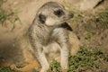 Free Slender Tailed Meerkat Shallow DOF Royalty Free Stock Photos - 4794538