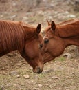 Free Equine Handshake Royalty Free Stock Photos - 4794578