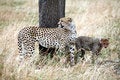Free Watchful Cheetah With Cubs Stock Image - 4799881