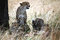 Free Watchful Cheetah With Cubs Stock Images - 4792814