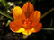 Free Yellow Crocus Head Royalty Free Stock Photography - 4795647
