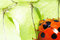 Free Cute Ladybug Stock Image - 4799651