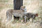 Free Watchful Cheetah With Cubs Stock Image - 4799881