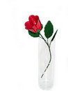 Free Metal Rose Royalty Free Stock Photography - 480587