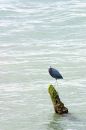 Free Great Blue Heron Stock Photo - 480590