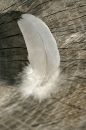 Free Fluff Royalty Free Stock Image - 483006