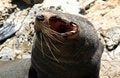 Free Yawning Fur Seal In The Sun Royalty Free Stock Photography - 485997