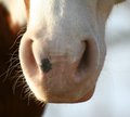 Free Horse S Nose Stock Images - 486524