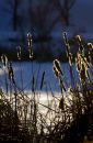 Free Cattails Lit Up By Sunrise Royalty Free Stock Photo - 487665