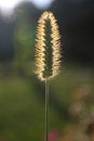 Free Stem Of Grass Stock Photo - 488970