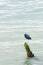 Free Great Blue Heron Stock Photo - 480590