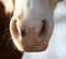 Free Horse S Nose Stock Images - 486524