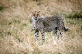 Free Cheetah Cub Standing Watchful In The Grass Royalty Free Stock Photography - 4800007