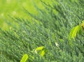 Free Shrub And Leaf Stock Images - 4801914